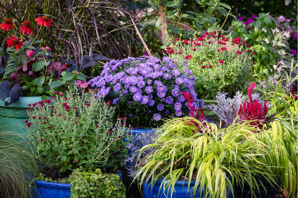 Asters 'Lady in Blue'